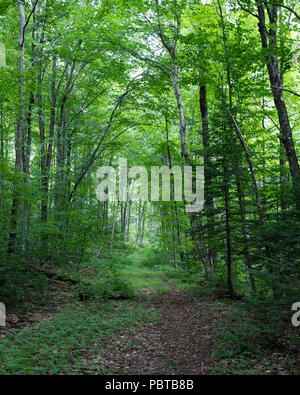 A wilderness hiking trail along an old logging road in the Adirondack Mountains, NY USA Stock Photo