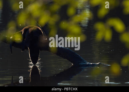 Northern River Otter (Lontra canadensis) diving into water, Sacramento County California