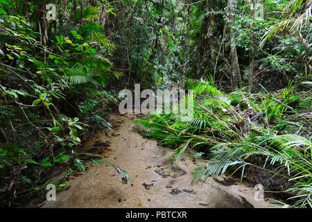 A peaceful flowing rainforest stream over a sand, Kauri Creek walk, Jungal Jungal, Danbulla, Tablelands Region, Far North Queensland, Australia Stock Photo