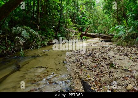 A peaceful flowing rainforest stream over a sand, Kauri Creek walk, Jungal Jungal, Danbulla, Tablelands Region, Far North Queensland, Australia Stock Photo