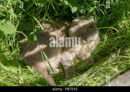 Adult male British Blue cat asleep in long grass. Stock Photo