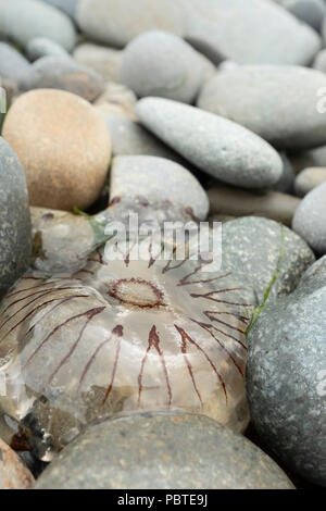 Compass jellyfish Chrysaora hysoscella washed up on a pebble beach in Pembrokeshire, Wales.