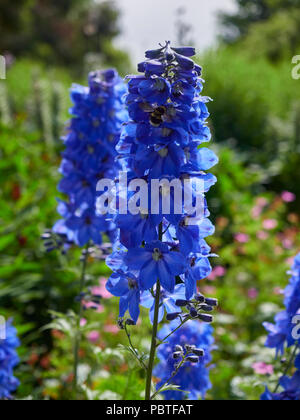 A Delphinium Flower head of the well known Summer Skies variety, showing off its deep blue colouration which attracts a Bumble Bee to it. Scotland, UK Stock Photo