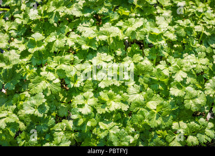 Flat-leaved parsley. Petroselinum crispun. parsley leaves. Green leaves. Parsley growing in the garden Stock Photo