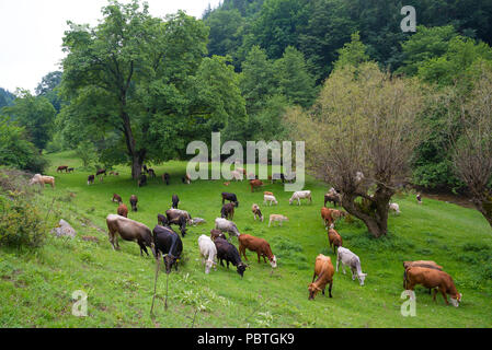 Herd of bulls, cows and calves grazing in meadow with fresh grass. Rancho. Stock Photo