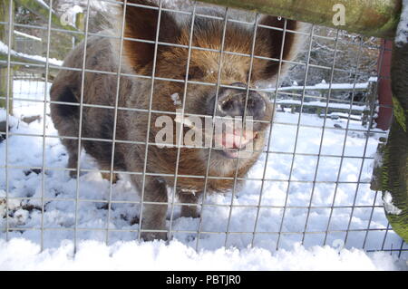 Kune kune pig in snow Stock Photo