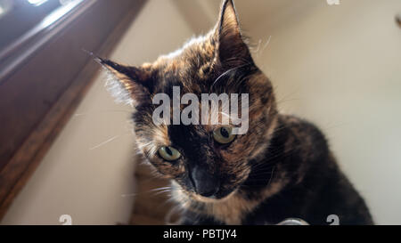 Adorable Calico cat looks down from on top of a shelf. Stock Photo