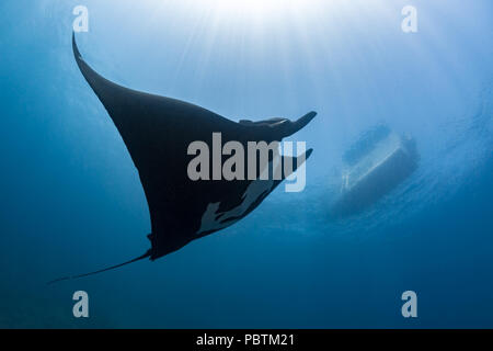 Giant Pacific Manta Ray at La Reina, La Paz, Sea of Cortez (Manta birostris) Stock Photo