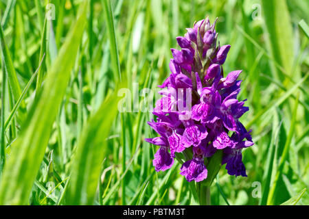 Northern Marsh Orchid (dactylorchis purpurella), close up of a single flower growing through the grass. Stock Photo