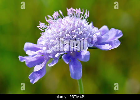 Small Scabious (scabiosa columbaria), close up of a solitary flower head. Stock Photo