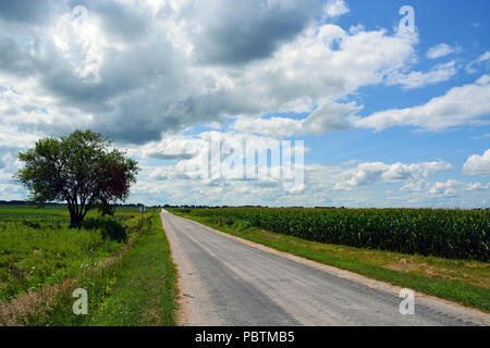 Central Illinois has some of the most fertile farmland in the world generating $19 billion (US) annually. Crops include 54% corn and 27% soybeans. Stock Photo