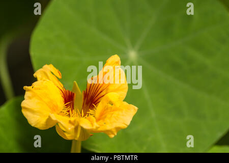 Indian cress, also called Garden nasturtium or tropaeolum majus. Close-up of yellow flower with green leaf Stock Photo