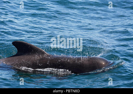 Bull short-finned pilot whale, Globicephala macrorhynchus, surfacing near Isla Danzante, BCS, Mexico. Stock Photo