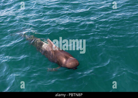 Bull short-finned pilot whale, Globicephala macrorhynchus, surfacing near Isla Danzante, BCS, Mexico. Stock Photo