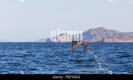 Adult Munk's pygmy devil ray, Mobula munkiana, leaping near Isla Danzante, Baja California Sur, Mexico. Stock Photo