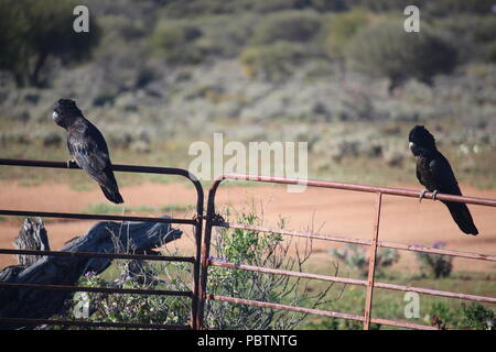 Forest Red-tailed Black Cockatoo Stock Photo