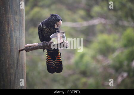 Forest Red-tailed Black Cockatoo Stock Photo