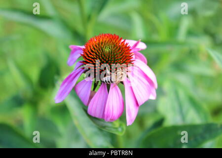 Narrow-leaved purple coneflower or Echinacea angustifolia or Blacksamson echinacea bright purple perennial flower with spiky and dark brown to red see Stock Photo