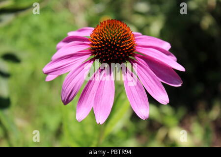Narrow-leaved purple coneflower or Echinacea angustifolia or Blacksamson echinacea bright purple perennial flower with spiky and dark brown to red see Stock Photo
