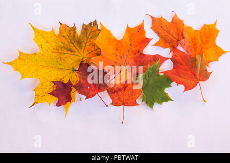 set of various leaves of maple trees isolated on white background.Variegated Autumn Fresh maple leaves. Maple leaf. Copy space Stock Photo