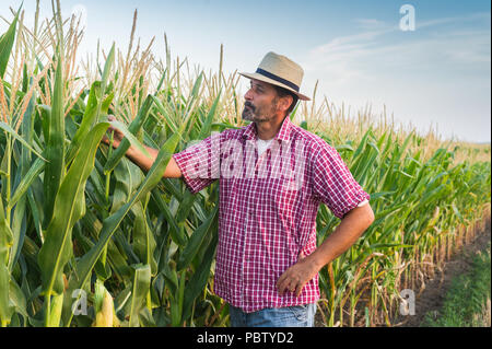 Farmer in a field of corn Stock Photo