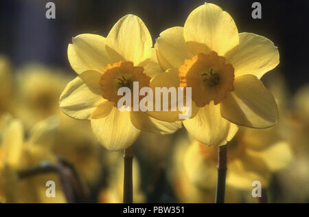 CLOSE-UP OF TWO YELLOW TRUMPET DAFFODIL FLOWERS (NARCISSUS) WITH SUNLIGHT LIGHT BEHIND. Stock Photo