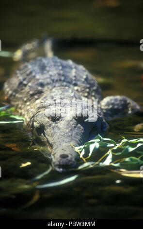 FRESHWATER CROCODILE KNOWN AS 'FRESHIE' (CROCODYLUS JOHNSTONI) WINDJANA GORGE, WESTERN AUSTRALIA Stock Photo