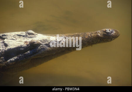 HEAD OF A FRESHWATER CROCODILE, KIMBERLEYS, WESTERN AUSTRALIA. Stock Photo