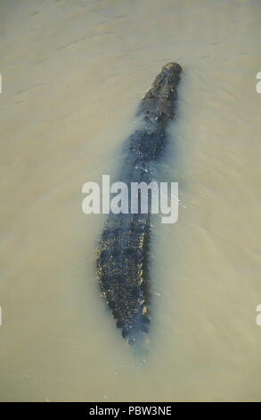 A SALTWATER CROCODILE, CROCDYLUS POROSUS, ADELAIDE RIVER, NORTHERN TERRITORY, AUSTRALIA Stock Photo