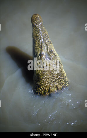 A SALTWATER CROCODILE, CROCDYLUS POROSUS, ADELAIDE RIVER, NORTHERN TERRITORY, AUSTRALIA Stock Photo