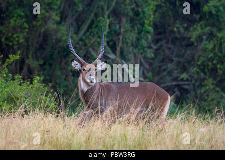 Waterbuck, (Kobus Ellipsiprymnus) Male, Ram, (defassa), Queen Elizabeth National Park, Uganda Stock Photo