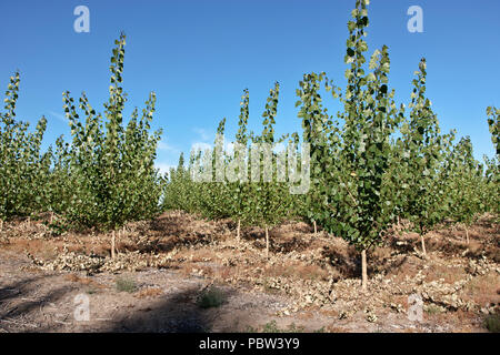 Young Hybrid Poplar trees  'Populus deltoides x Populus trichocarpa', grown from cuttings. Oregon, Morrow County,  United States. Stock Photo