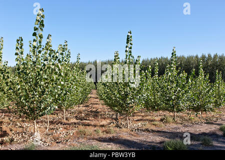 Young Hybrid Poplar trees, maturing plantation in background 'Populus deltoides x Populus trichocarpa', grown for pulp & paper, from cuttings. Oregon. Stock Photo