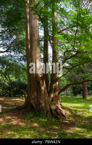 Dawn Redwood tree (Metasequoia glyptostroboides), Arnold Arboretum, Boston, Massachusetts, USA Stock Photo