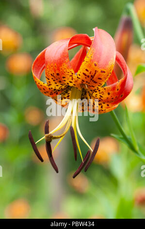 Closeup view of a Turk's cap lily (Lilium superbum). Arnold Arboretum, Boston, Massachusetts, USA