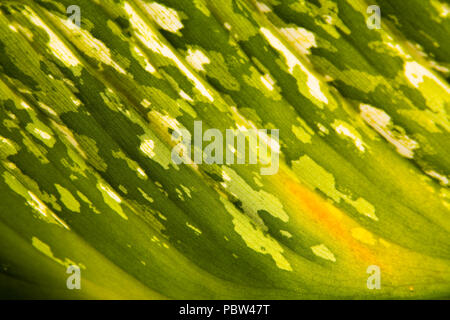 A large beautiful leaf of an exotic plant with veins. Close-up. Stock Photo