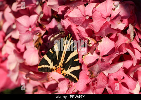 A stunning Jersey Tiger Moth (Euplagia quadripunctaria) perching on a Hydrangea  flower. Stock Photo