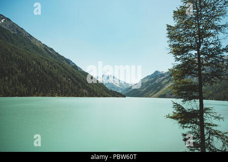 shore of a mountain lake. Turquoise water of lake Shainsky. Altai mountains. Siberia. Russian Federation. Spruce tree in the foreground. Stock Photo