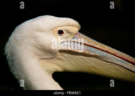 A very close up profile photograph of a pelican facing right. This shows the eye and part of the beak. It has a black background with copy space Stock Photo