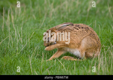 Brown hare Lepus europaeus scratching and cleaning fur Stock Photo