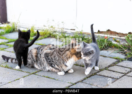 Tabby, calico mother, mom stray farm cat and small black, white grey kitten, kitty bonding, bunting, rubbing, grooming outdoors, outside near house, b Stock Photo