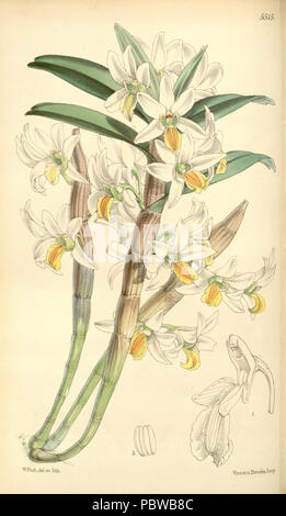 158 Dendrobium scabrilingue (as Dendrobium hedyosmum) - Curtis' 91 (Ser. 3 no. 21) pl. 5515 (1865) Stock Photo
