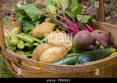Freshly harvested vegetables from a allotment Stock Photo