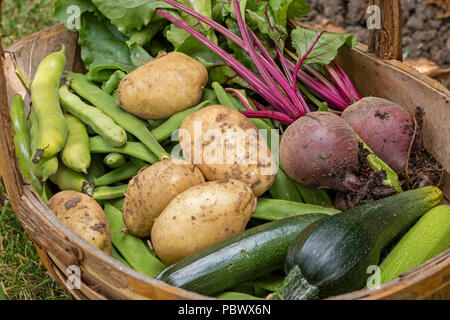 Freshly harvested vegetables from a allotment Stock Photo