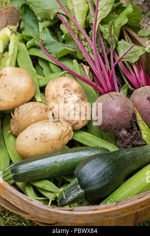 Freshly harvested vegetables from a allotment Stock Photo