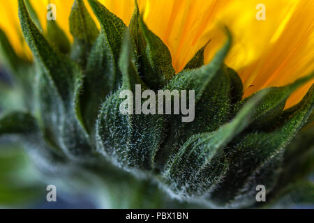 Close up of a sunflower head (helianthus annuus) from behind and below Stock Photo
