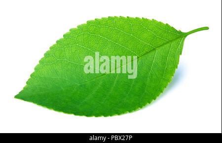 Cherry leaf isolated on white Stock Photo