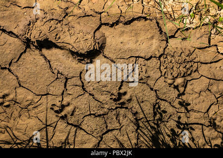 Footprints of walking boots in dried cracked mud on a path near Santa Pau, Catalonia, Spain Stock Photo