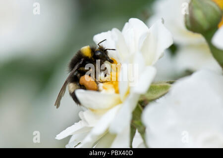 White-tailed bumblebee, Bombus lucorum, feeding on nectar and collecting pollen in leg baskets from a white rose flower, June Stock Photo