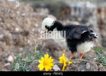 a little chick stands on the ground with yellow flowers Stock Photo